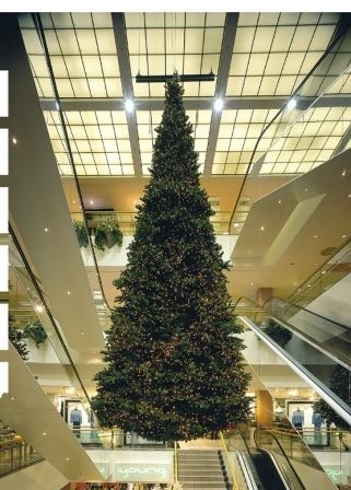 12 Meter Tannenbaum als Bestandteil einer Kunstausstellung im Friedericianum in Kassel 2008