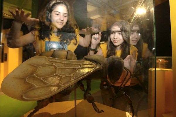 Bienenausstellung in Worms